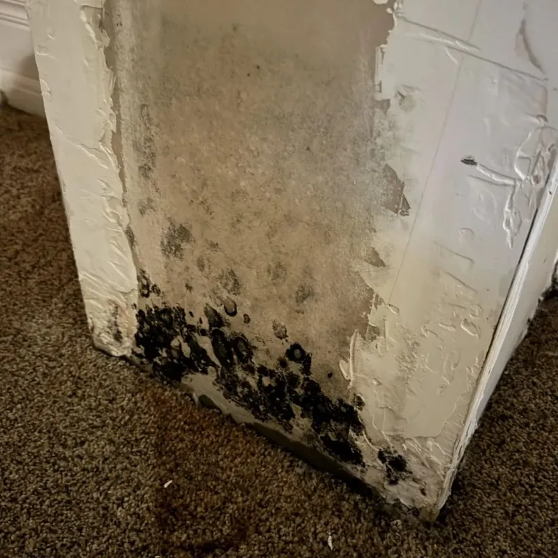 Professional Mold Removal in Sparta, GA